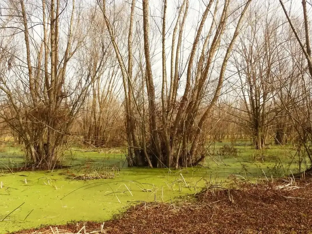 El COA Chascomús participó del Censo Neotropical de Aves Acuáticas en Vitel y El Castillo