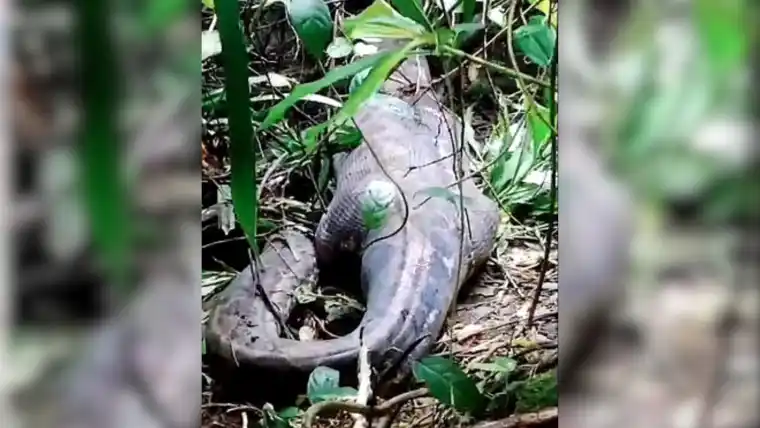 Horror: hallaron dentro de una pitón de cinco metros a una mujer que había desaparecido