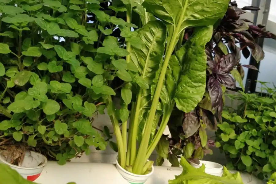 Vecinos Destacados y una iniciativa familiar que contagia el cuidado del ambiente