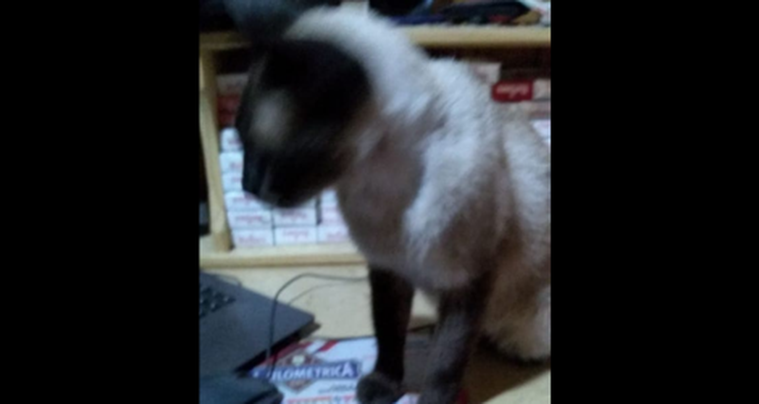 Buscan al dueño de este gatito