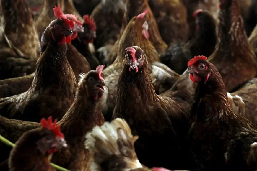 Argentina recuperó dos mercados clave: Chile y Perú reabrieron sus importaciones de carne aviar
