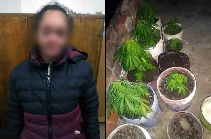 Denunció a su expareja por violencia de género pero la policía le encontró 22 plantas de marihuana y terminó presa