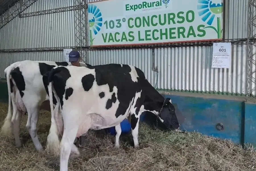 Ya se palpita la Expo Rural: comenzó el 103° Concurso de Vacas Lecheras
