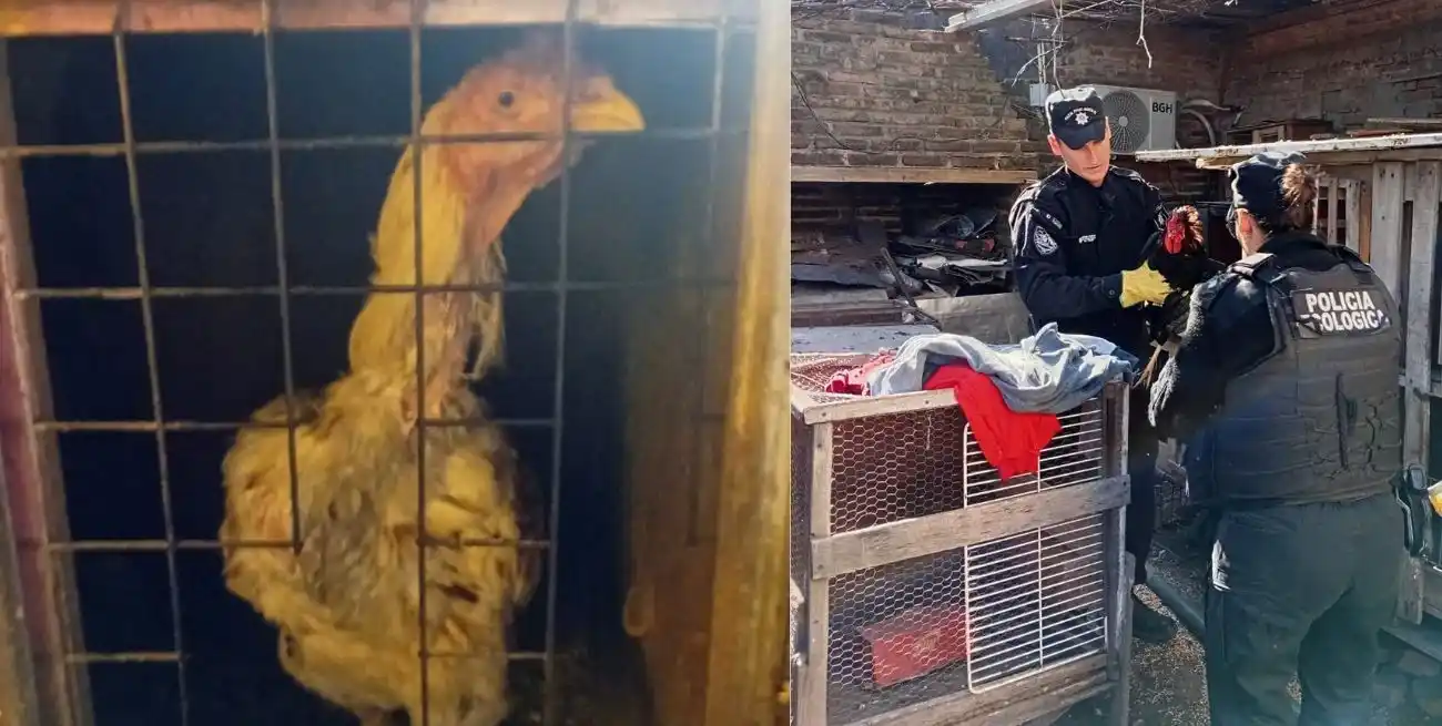 Rescataron gallos de riña durante un operativo en la ciudad de Santa Fe