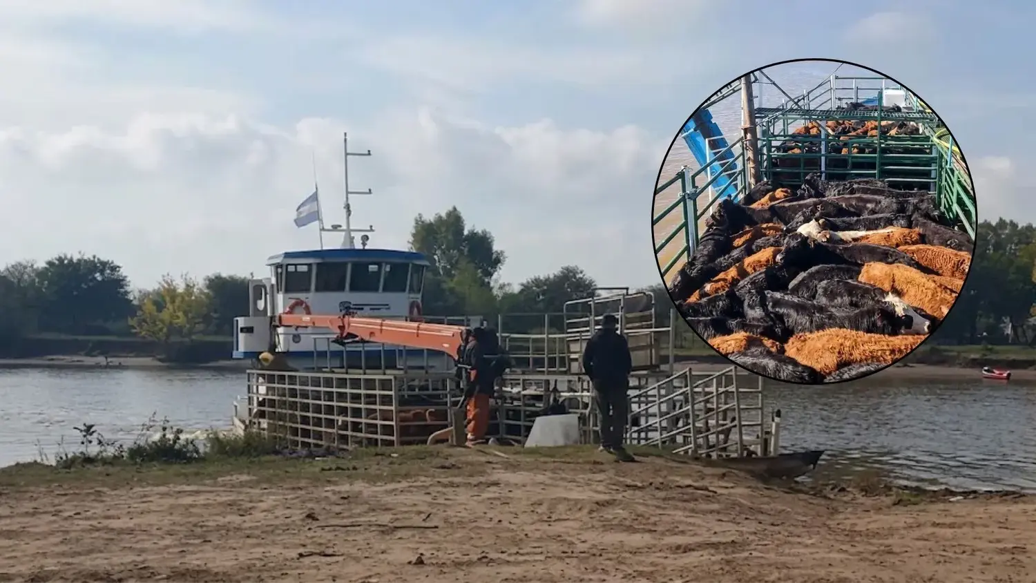Ante la creciente, el sector agropecuario enfrenta dificultades logísticas para evacuar a los animales de las islas debido a la escasez de embarcaciones.