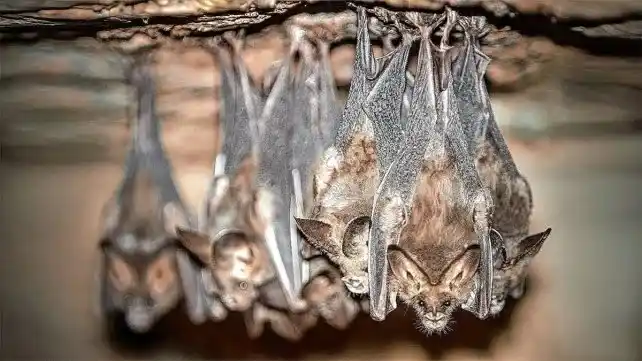 Preocupación en La Paz por un caso de rabia en un murciélago