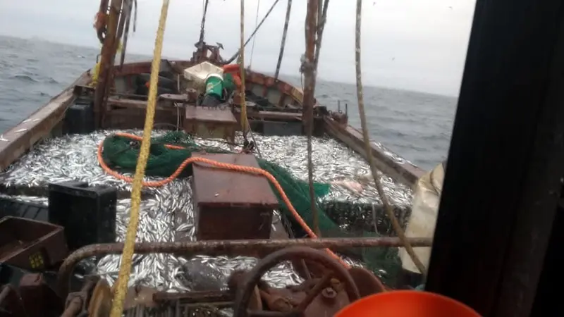 Con buenas expectativas comenzó la campaña de anchoíta en el puerto local