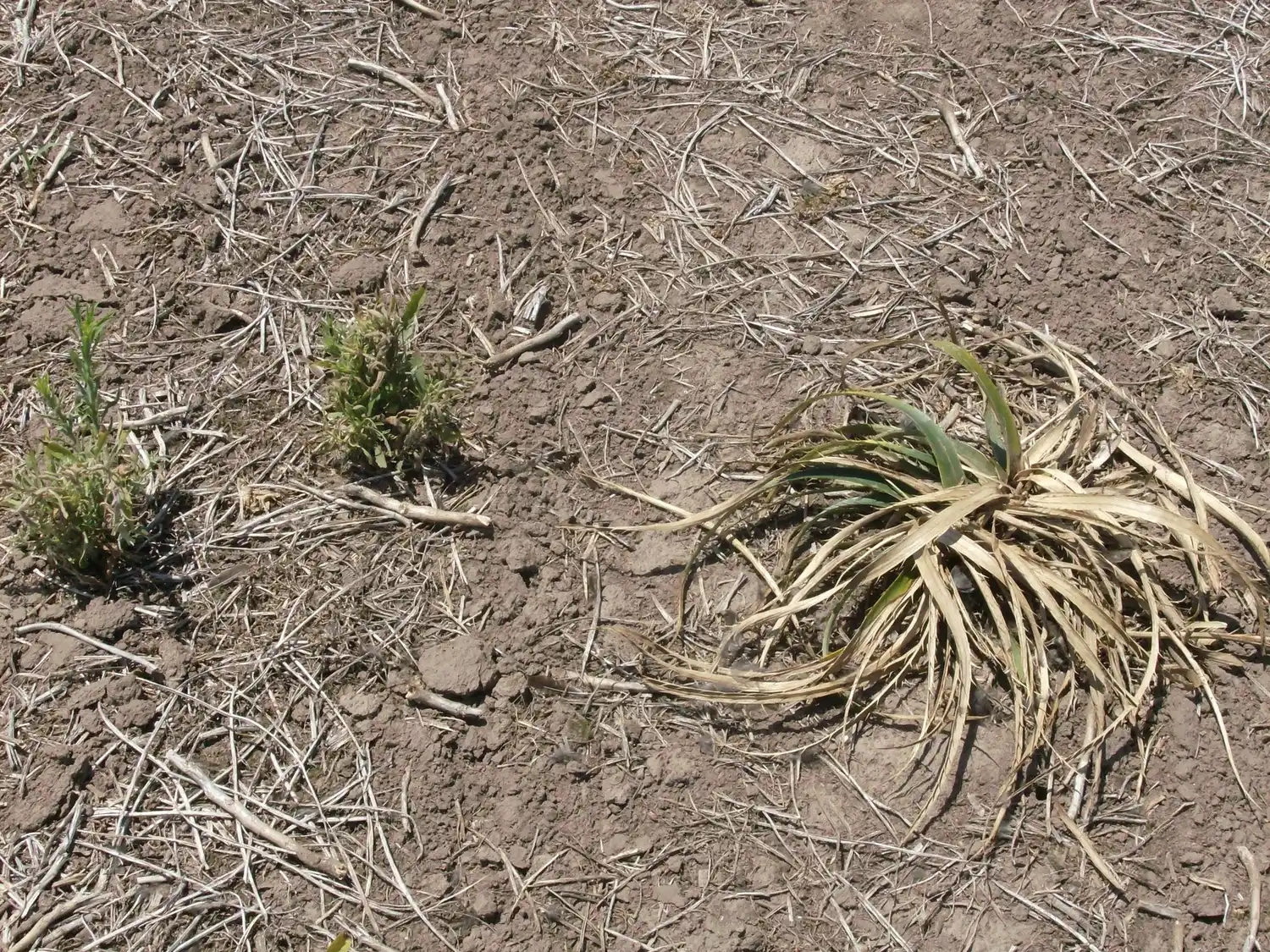 Preocupan las altas concentraciones de glifosato en suelo entrerriano