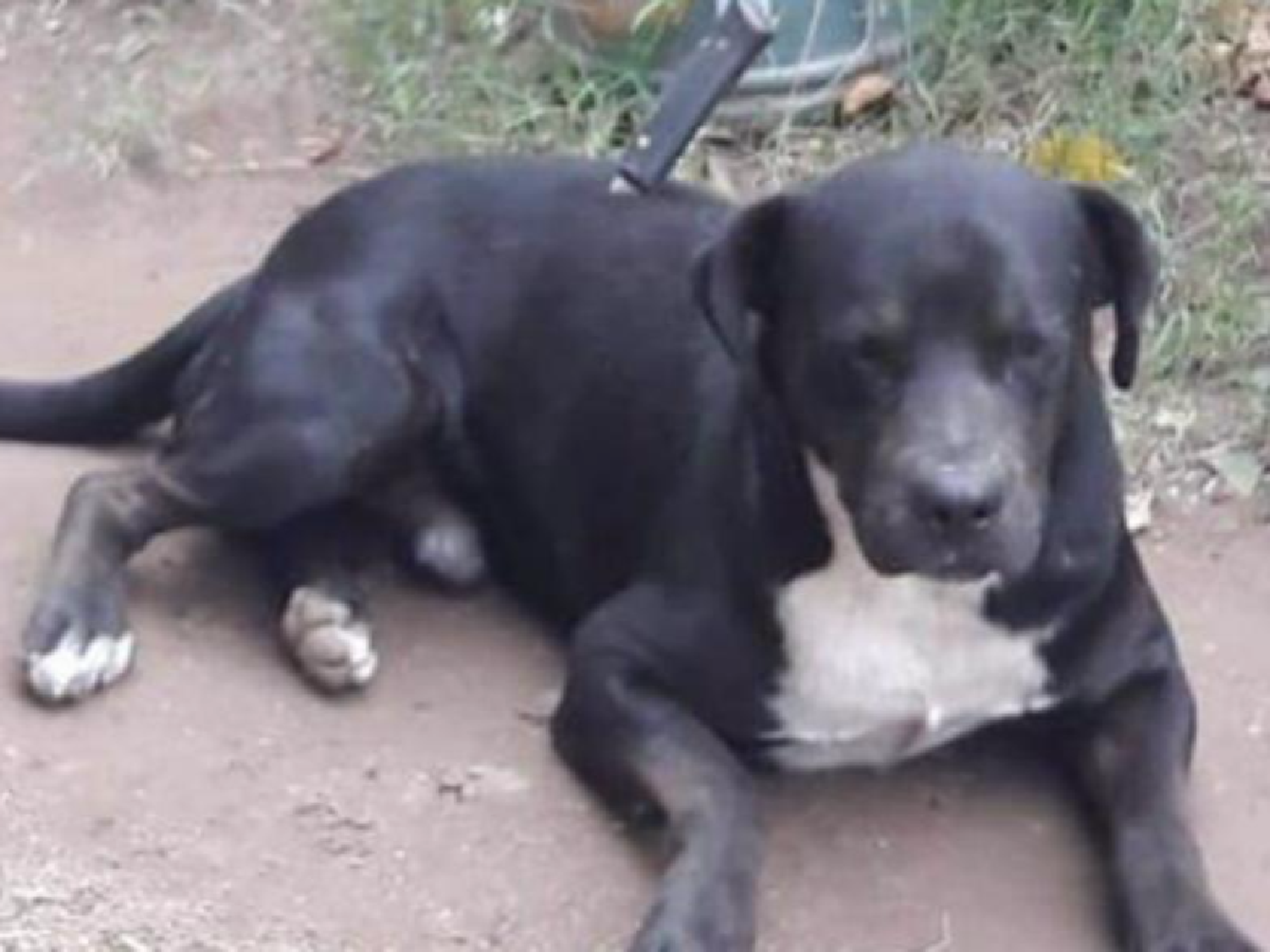 Villa del Totoral: un perro salió como todas las mañanas a la calle y volvió apuñalado