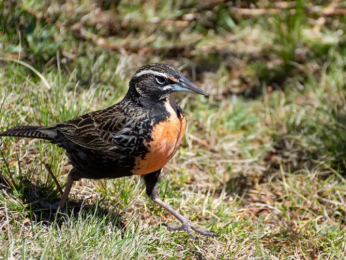 Más de 50 aves fueron liberadas en Colonia Caroya