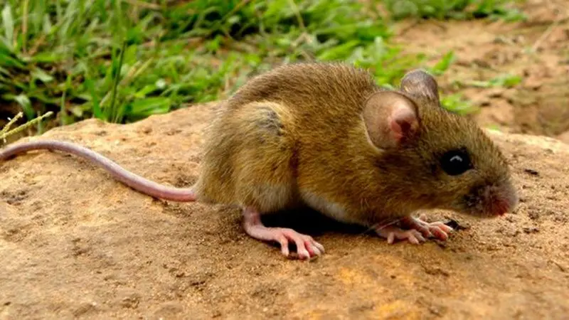 Hantavirus: cinco casos en la Provincia