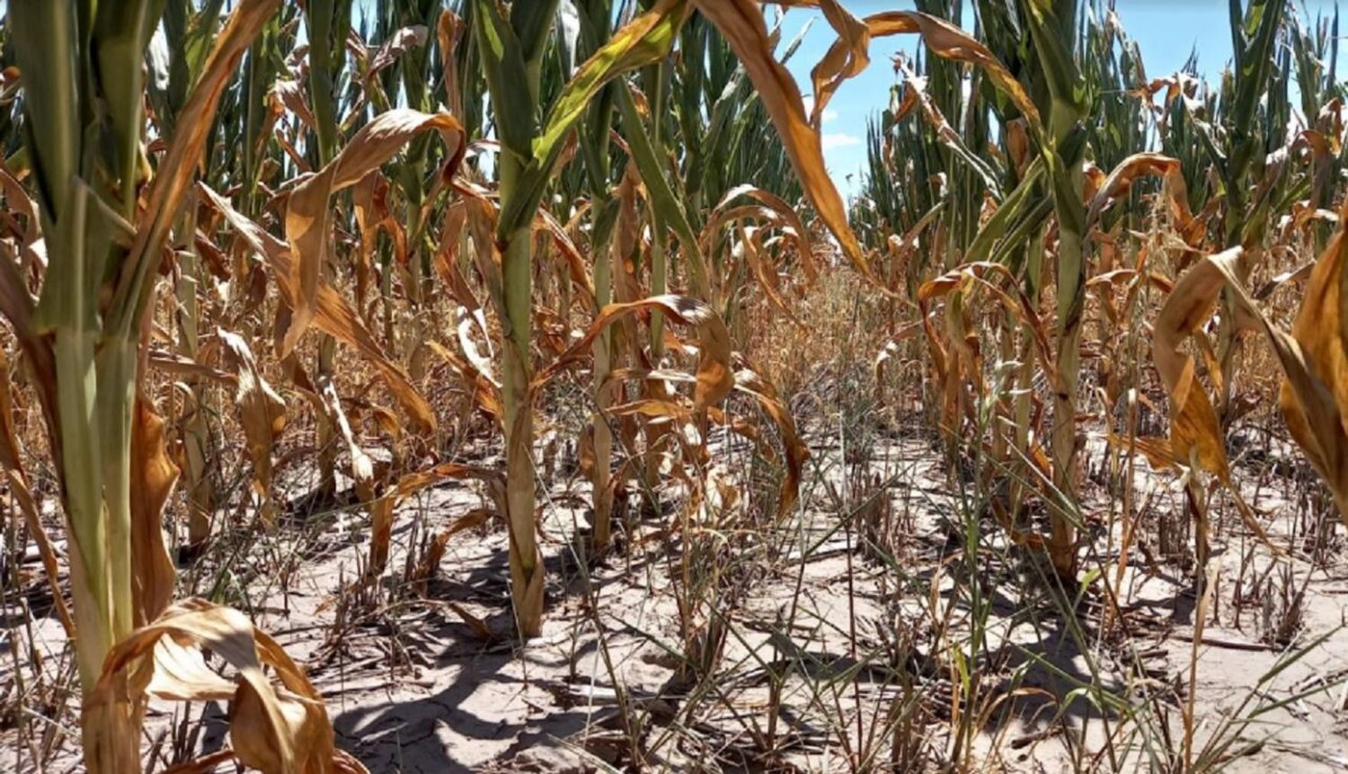 Soja, maíz y girasol sufren la sequía extrema en el centro norte provincial