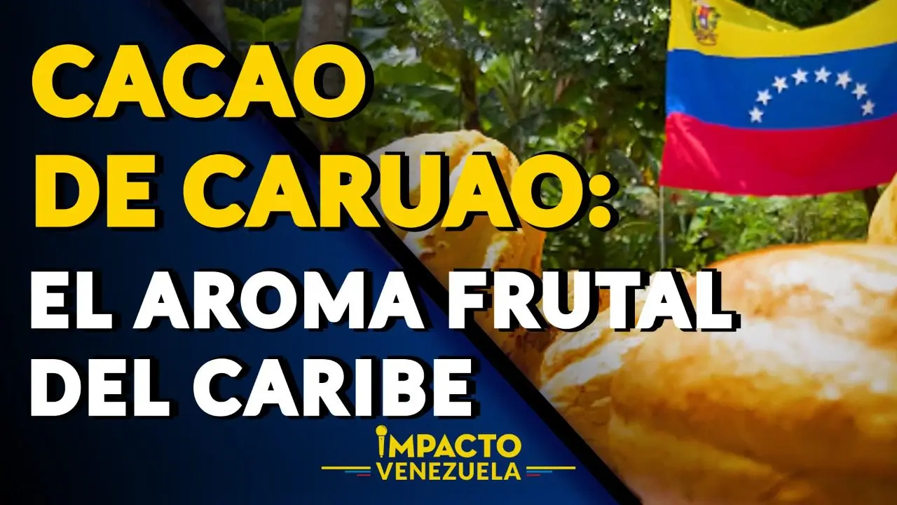 CACAO DE CARUAO: El aroma frutal del Caribe – VIDEO IMPACTO VENEZUELA