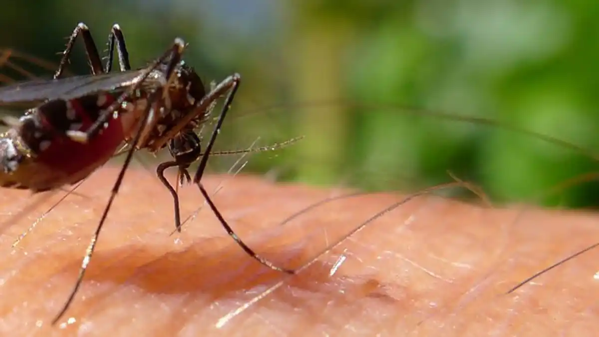 dengue-mosquito-aedes-aegypti-1024×629-1-py3t4kwbvltqejuk1jviycj6ewb74e67fvasi1k02m