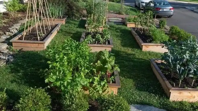 Distintas especies se pueden plantar en la vereda de casa