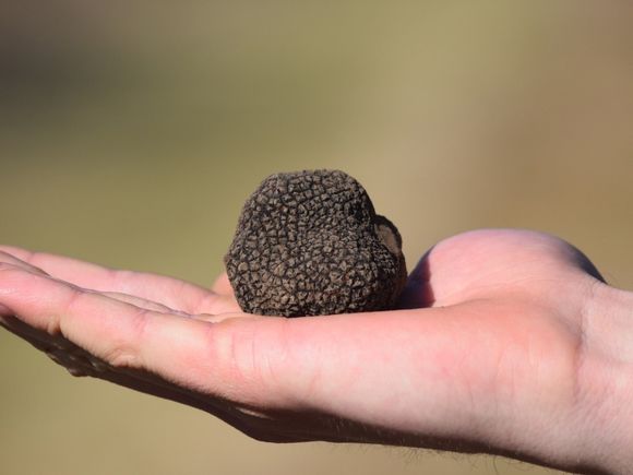 Buscá y recolectá Trufas en Espartillar: Una experiencia educativa sobre el diamante negro de la gastronomía