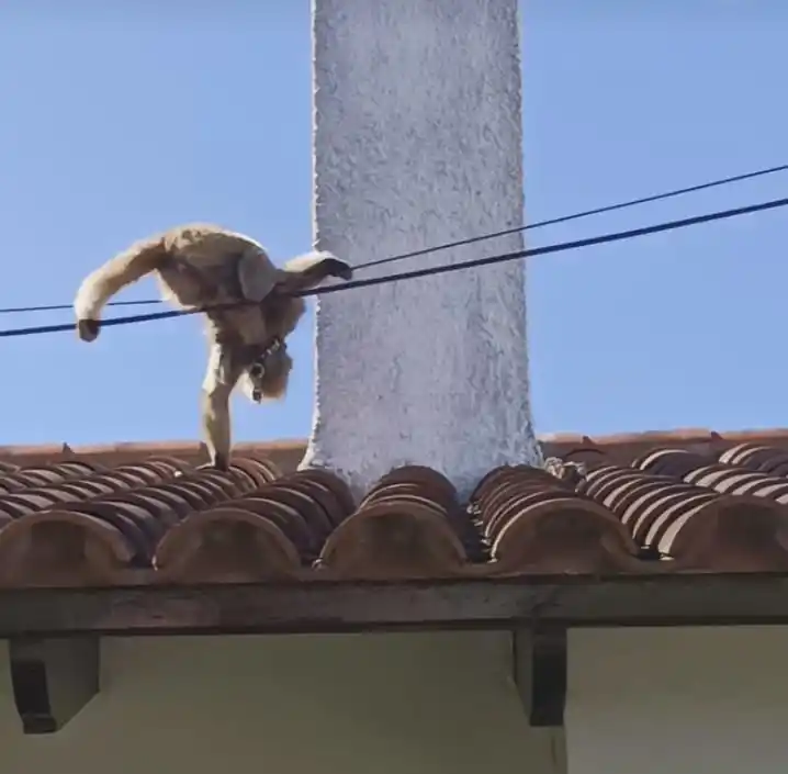 El ejemplar es un mono aullador, de la especia Auota Caraya.