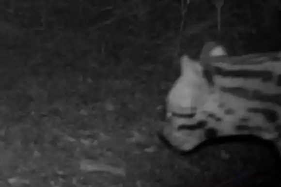 Santa Fe registró por primera vez un ejemplar de ocelote o gato onza