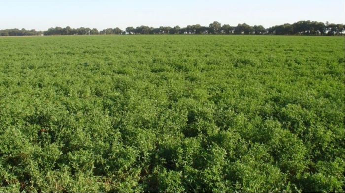 Sociedad Rural de Rafaela