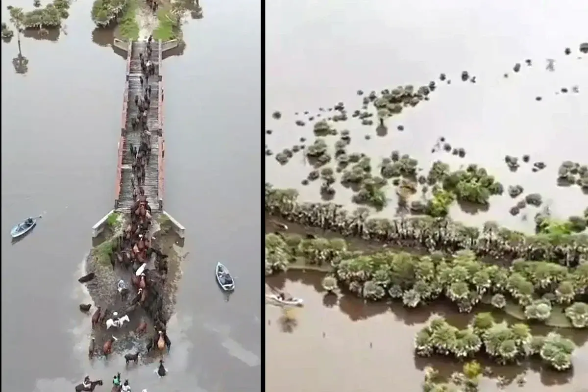 Inundaciones golpean al norte de Santa Fe: campos bajo agua, ganado trasladado y alerta por El Niño