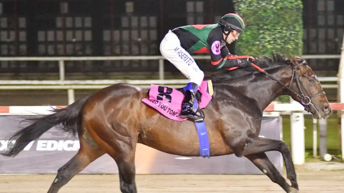 Need You Tonight regresa en el Gran Premio de Honor (G1) y es uno de los candidatos, en la arena de Palermo.