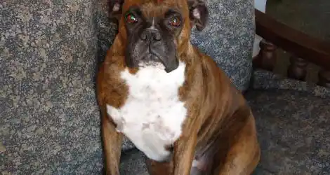 Salma, perra boxer perdida