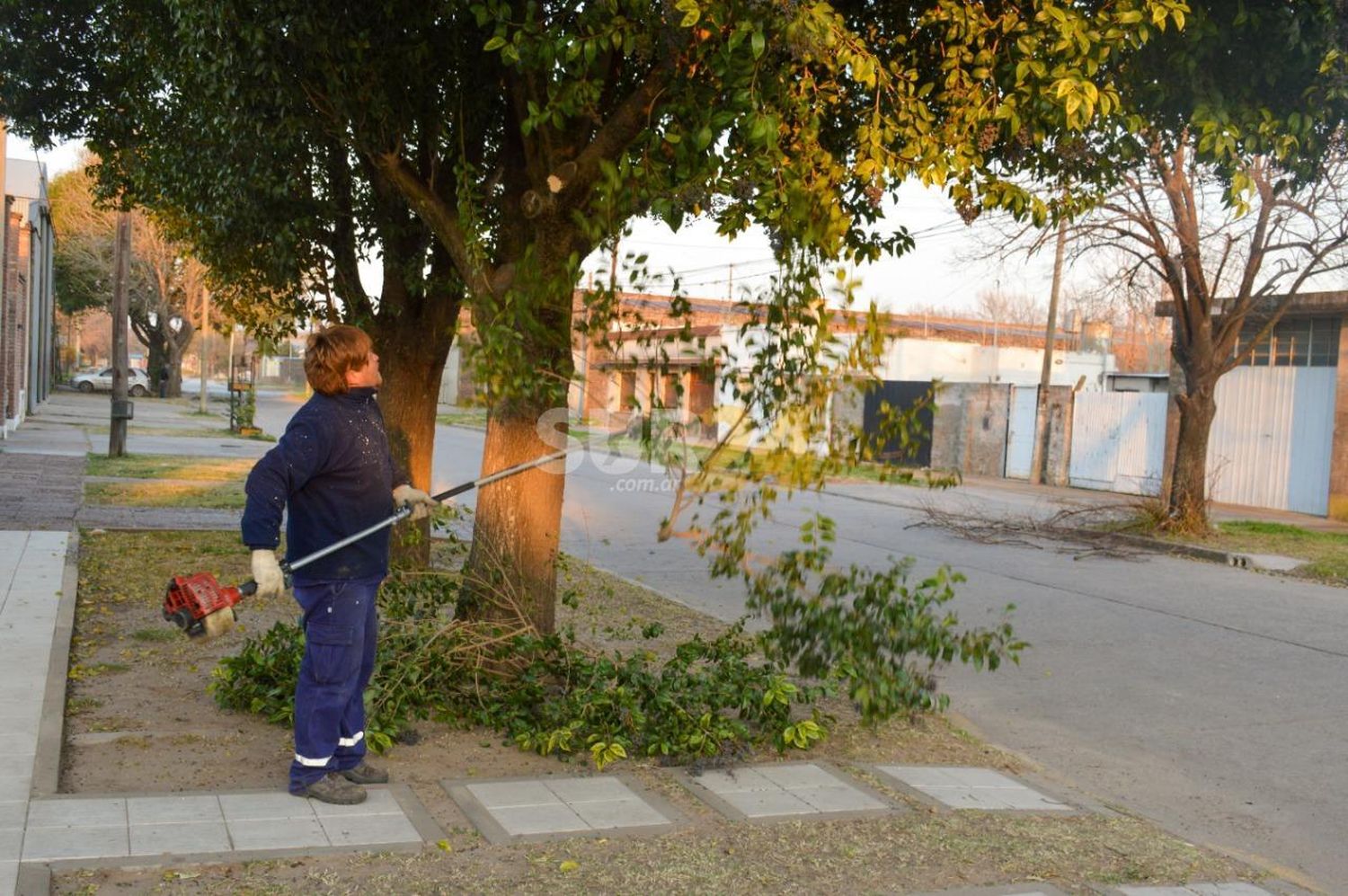 El Municipio avanza con tareas de poda, desmalezado y limpieza