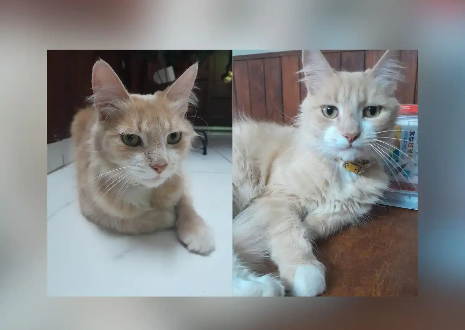 Copito es uno de los participantes del concurso por el Día del Animal que sorteamos este sábado 27 de abril.
