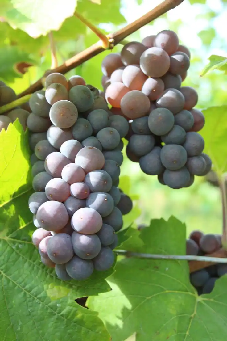 Racimo de Pinot Gris o Pinot Grigio.