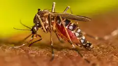 La Provincia estableció pautas de prevención y acción frente al aumento de mosquitos