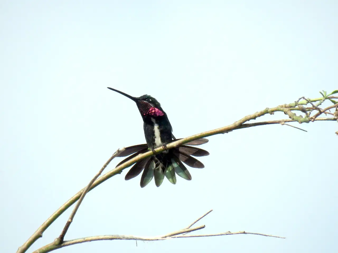 Descubren en Gualeguaychú un colibrí que se pensaba que vive solamente en Brasil