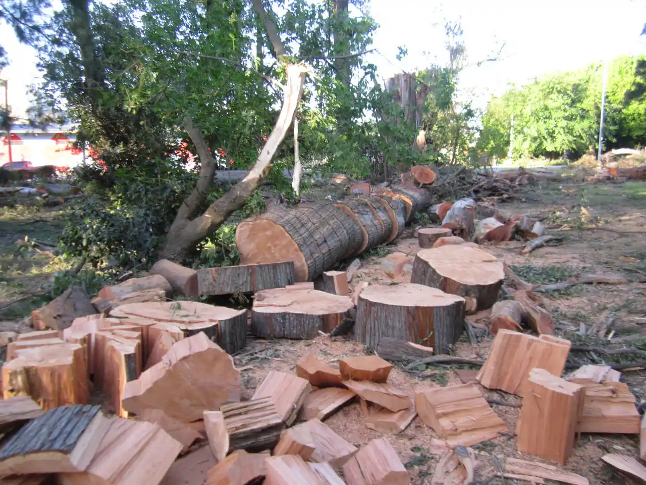 Marchan en General Rodriguez para decirle no a la tala: "Venimos observando una constante depredación"