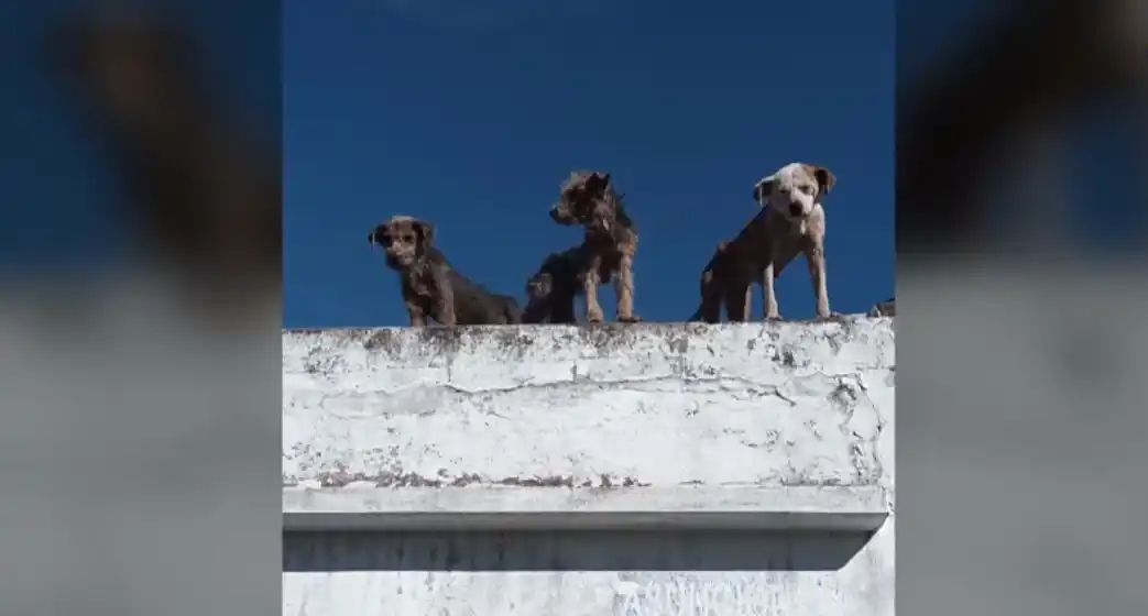 Rescataron a 5 perros en mal estado de salud de una casa de zona oeste