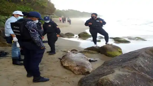EXTRAÑO CACHALOTE hallan varado en playa de Vargas