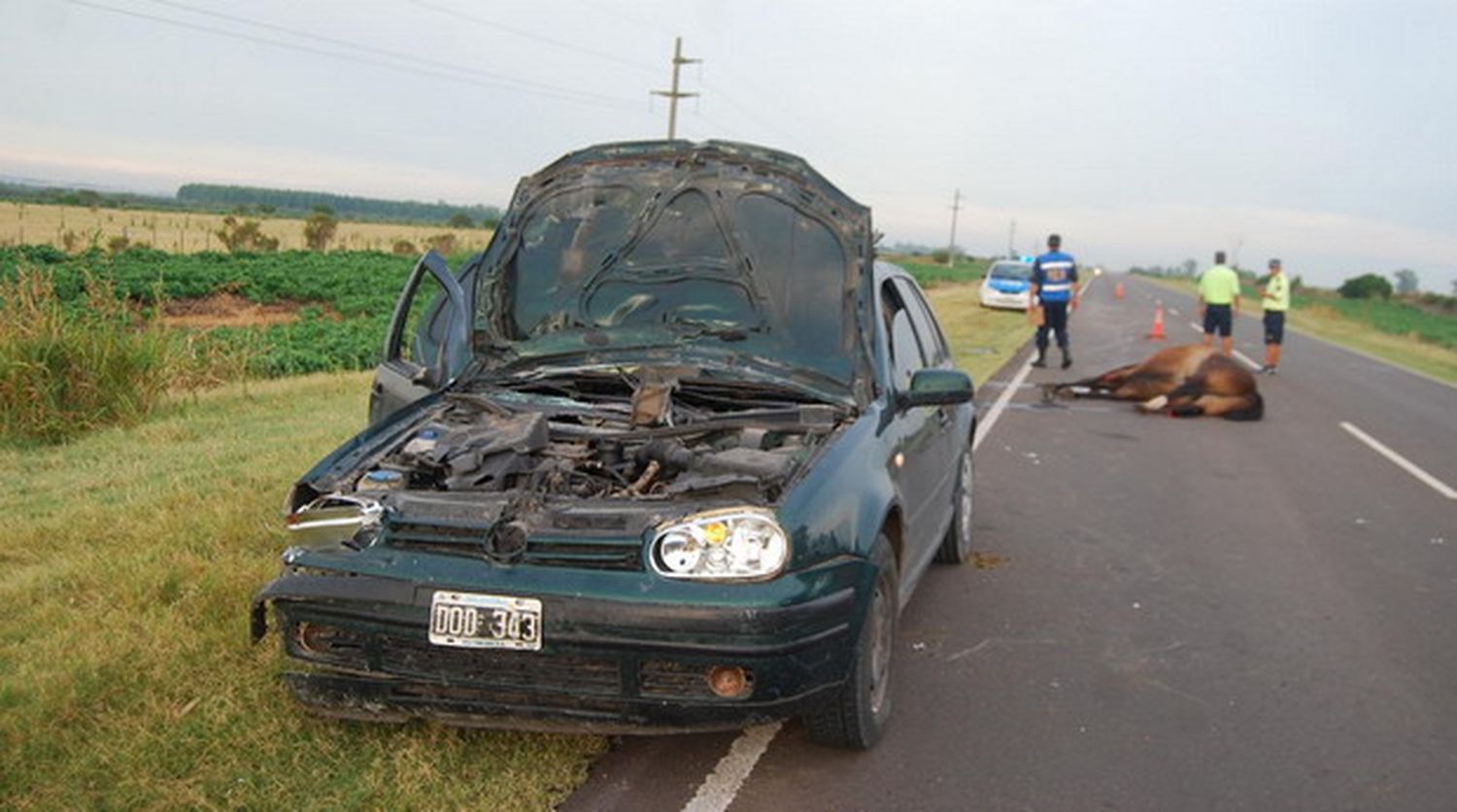 Accidentes causados por novillo y caballo