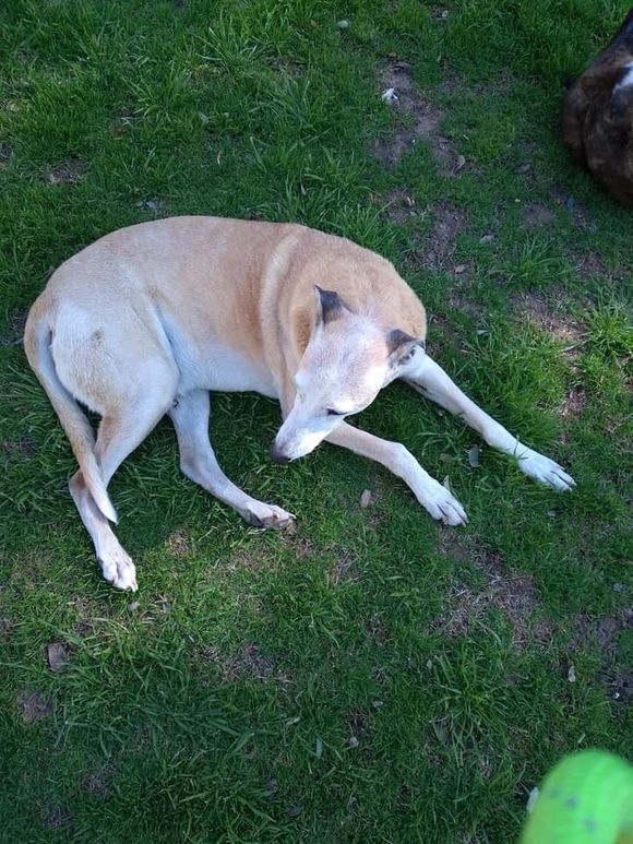 Adiós a Musculito, el perrito callejero al que le quieren hacer un monumento