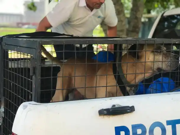 Rescataron a un perro que estaba en mal estado de salud y atado a las afueras de un patio en la zona sur.
