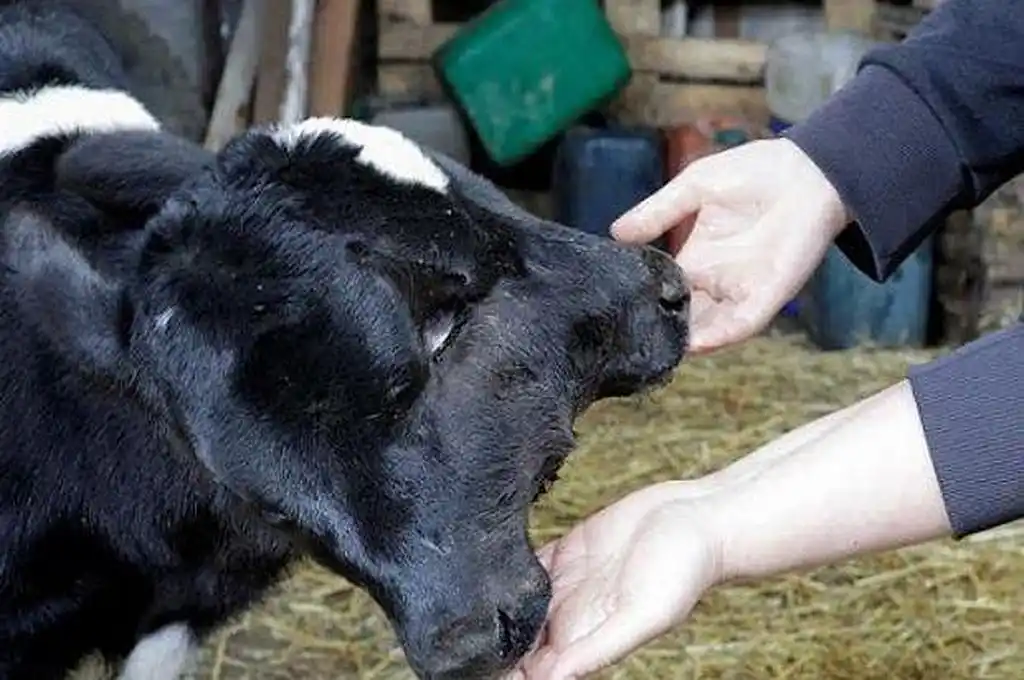 Video: nació un ternerito con dos cabezas en Santa María Centro