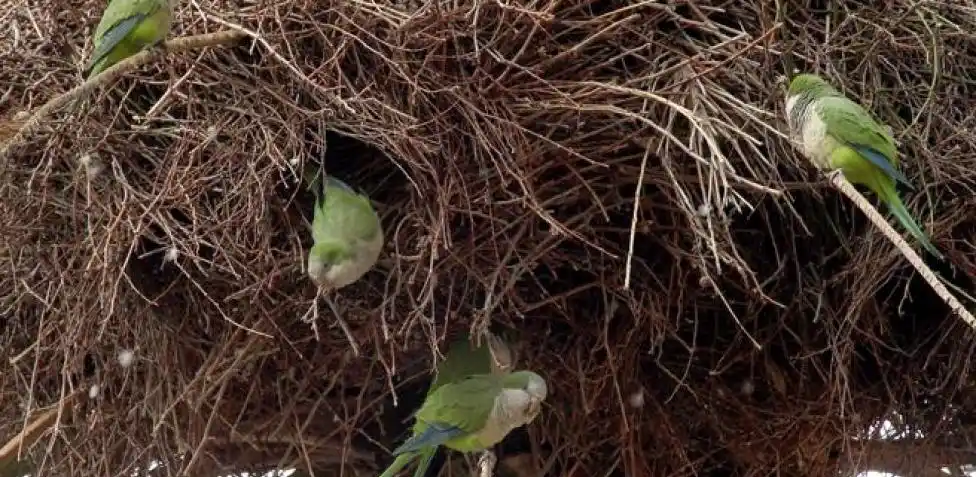 Nueva comisión de “Lucha contra las Plagas” en la ciudad de Pila