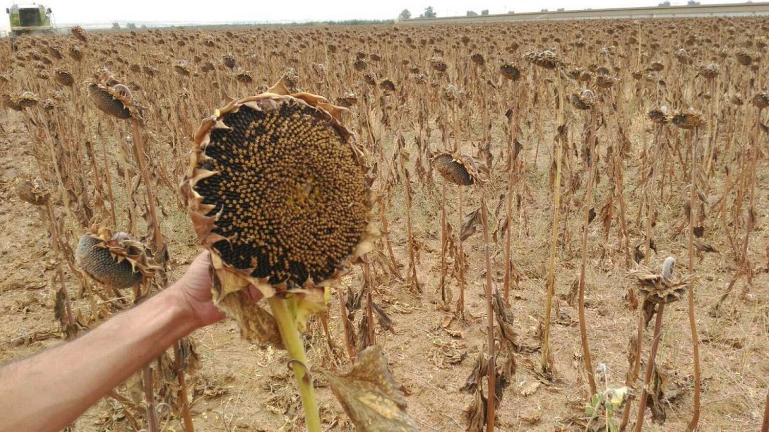 Comenzó la cosecha de girasol y se esperan rendimientos menguados por la sequía