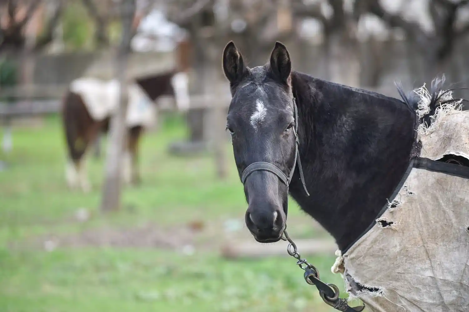 El nuevo oficialismo dejó sin efecto la prohibición y las jineteadas vuelven a Gualeguaychú