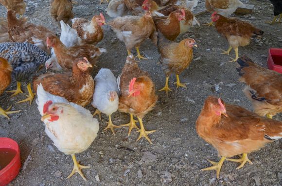 Gripe Aviar: Detectan un nuevo caso en Mar del Plata y ya suman 9 los contagiados en toda en la Provincia
