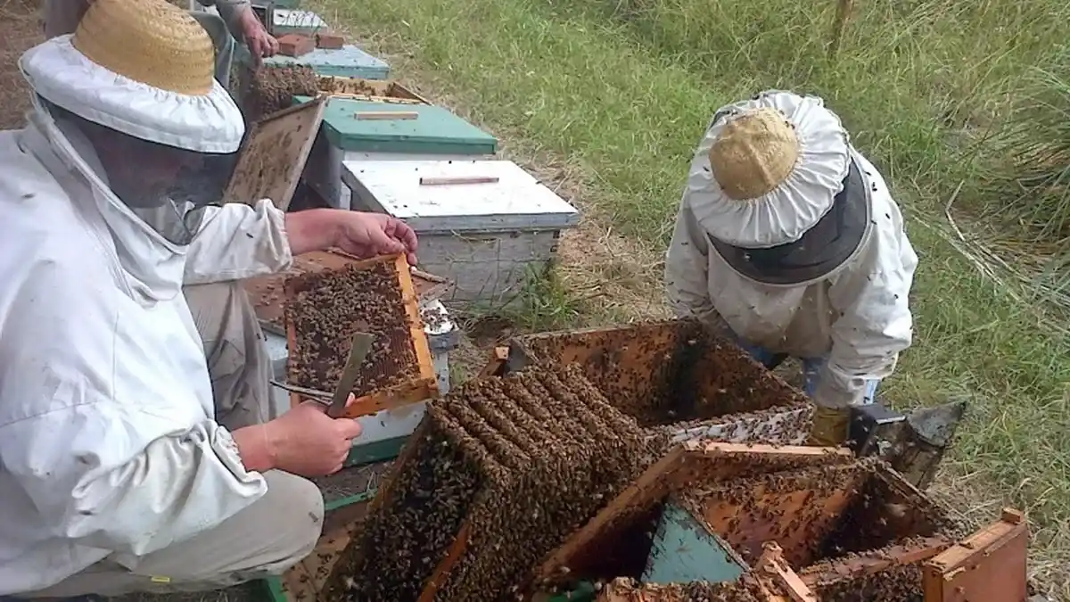Entre Ríos lidera la producción nacional de miel orgánica con 255 de las 611 toneladas certificadas en 2025