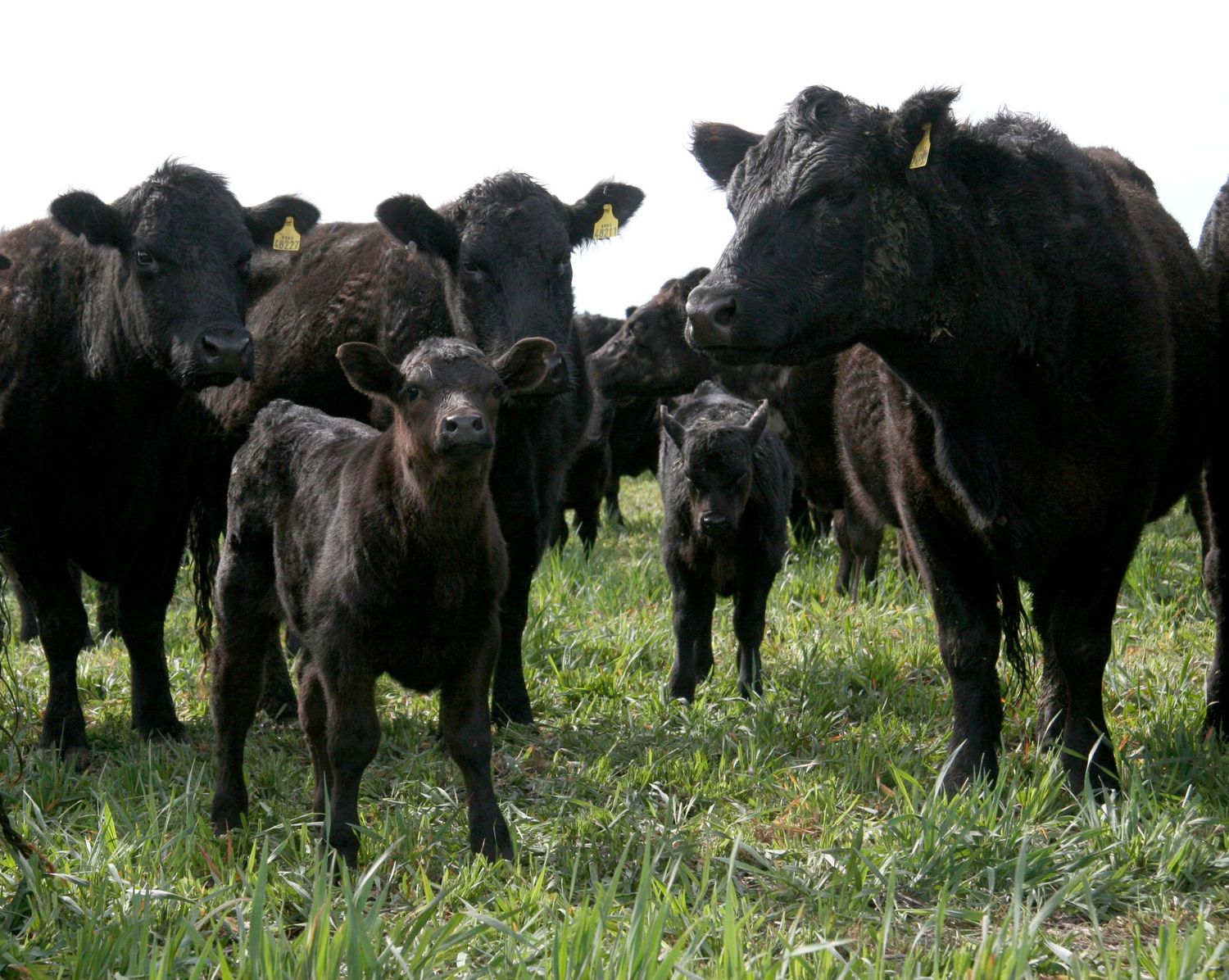 El análisis del margen bruto de un rodeo de cría en un campo de la zona