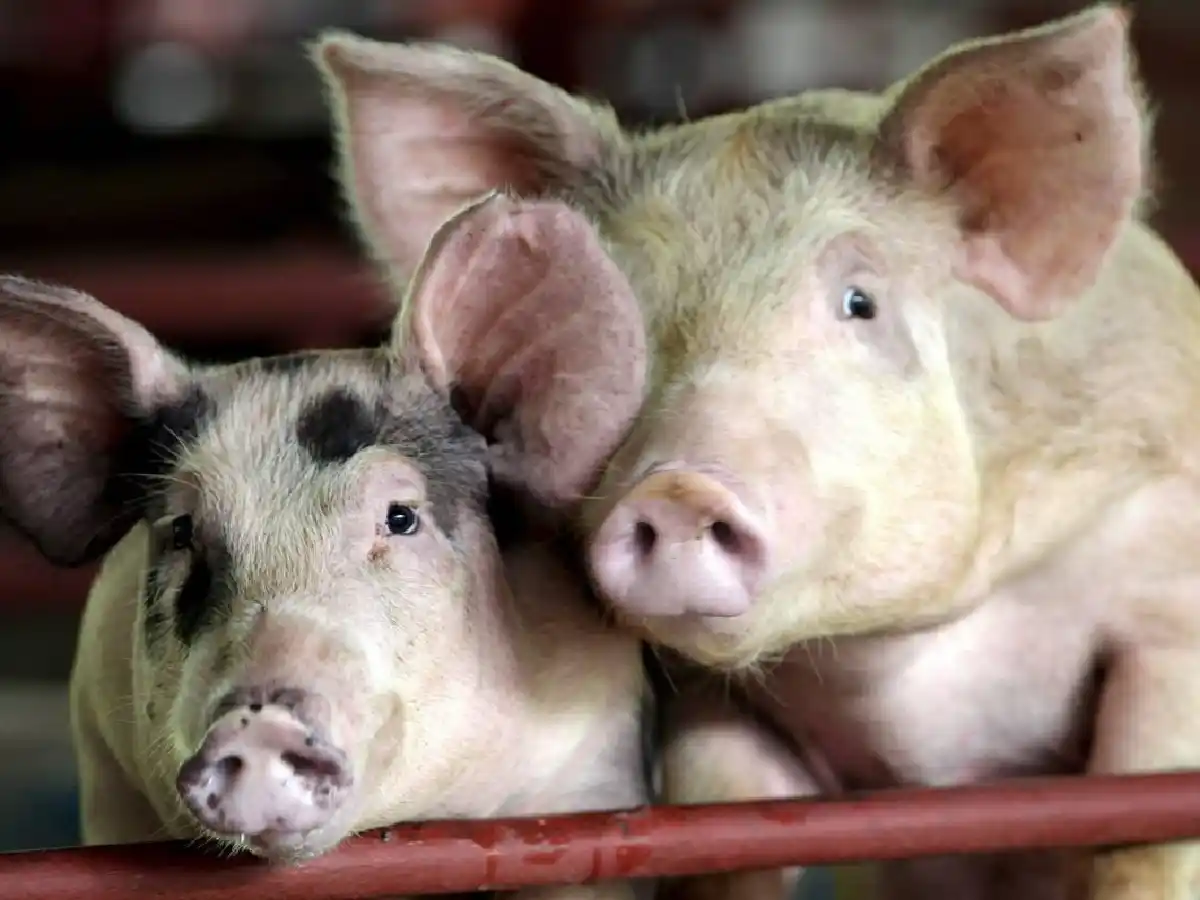 Reportan 11 casos de triquinosis en El Tío 