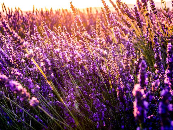 ¡Multiplicá tu lavanda! Guía fácil para replicar tus plantas en casa