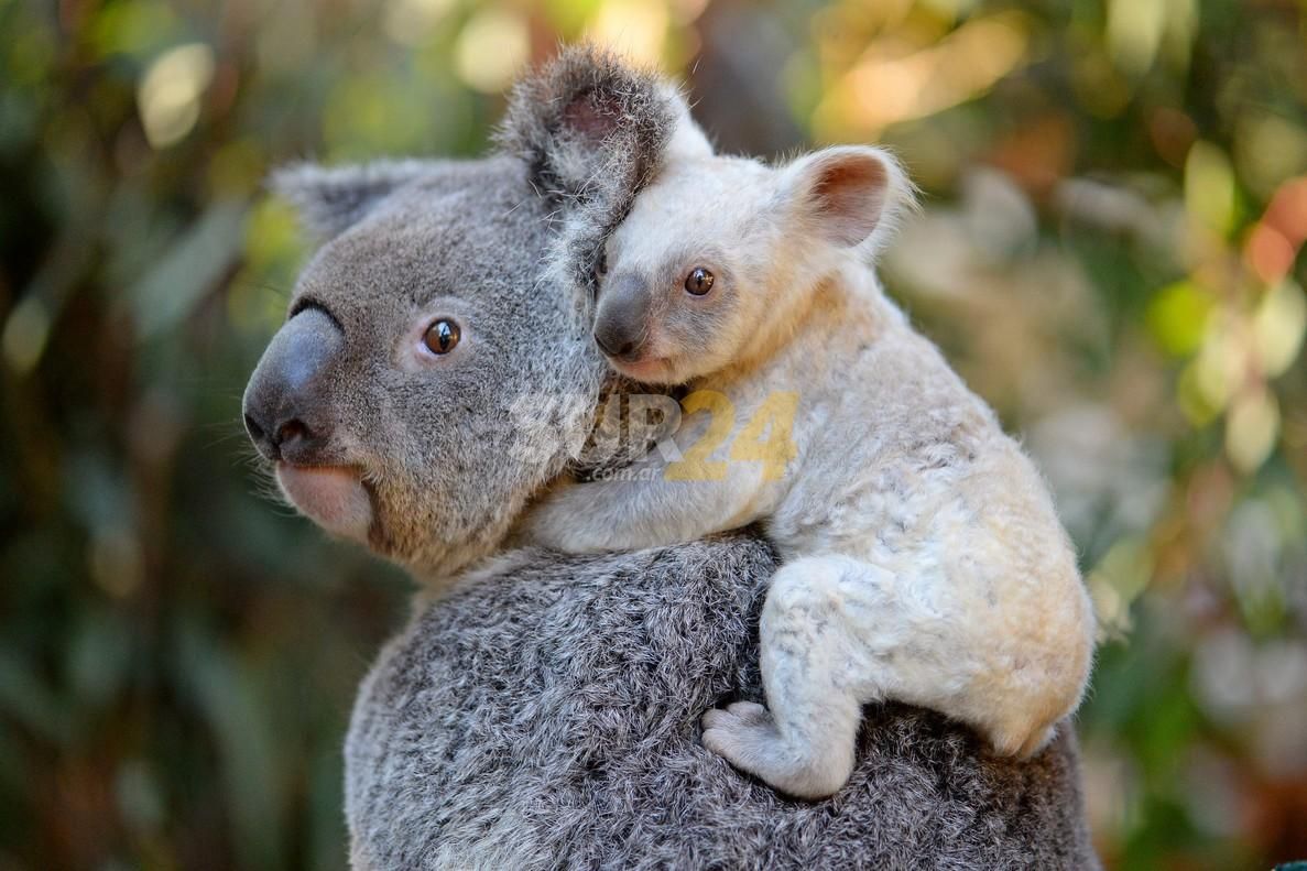 Australia advierte que los koalas se encuentran en peligro de extinción