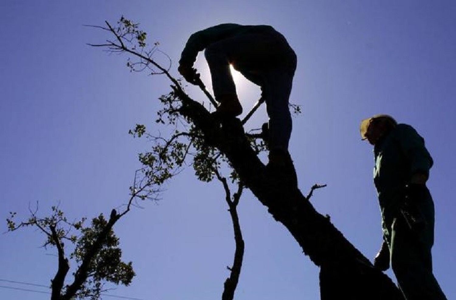 Incidente fatal: un hombre murió tras sufrir una fuerte caída cuando podaba un árbol