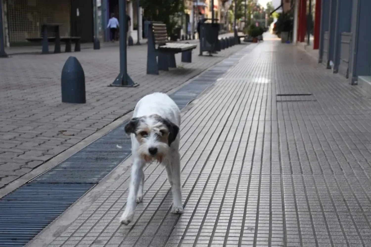 27 de julio, Día Internacional del Perro Callejero