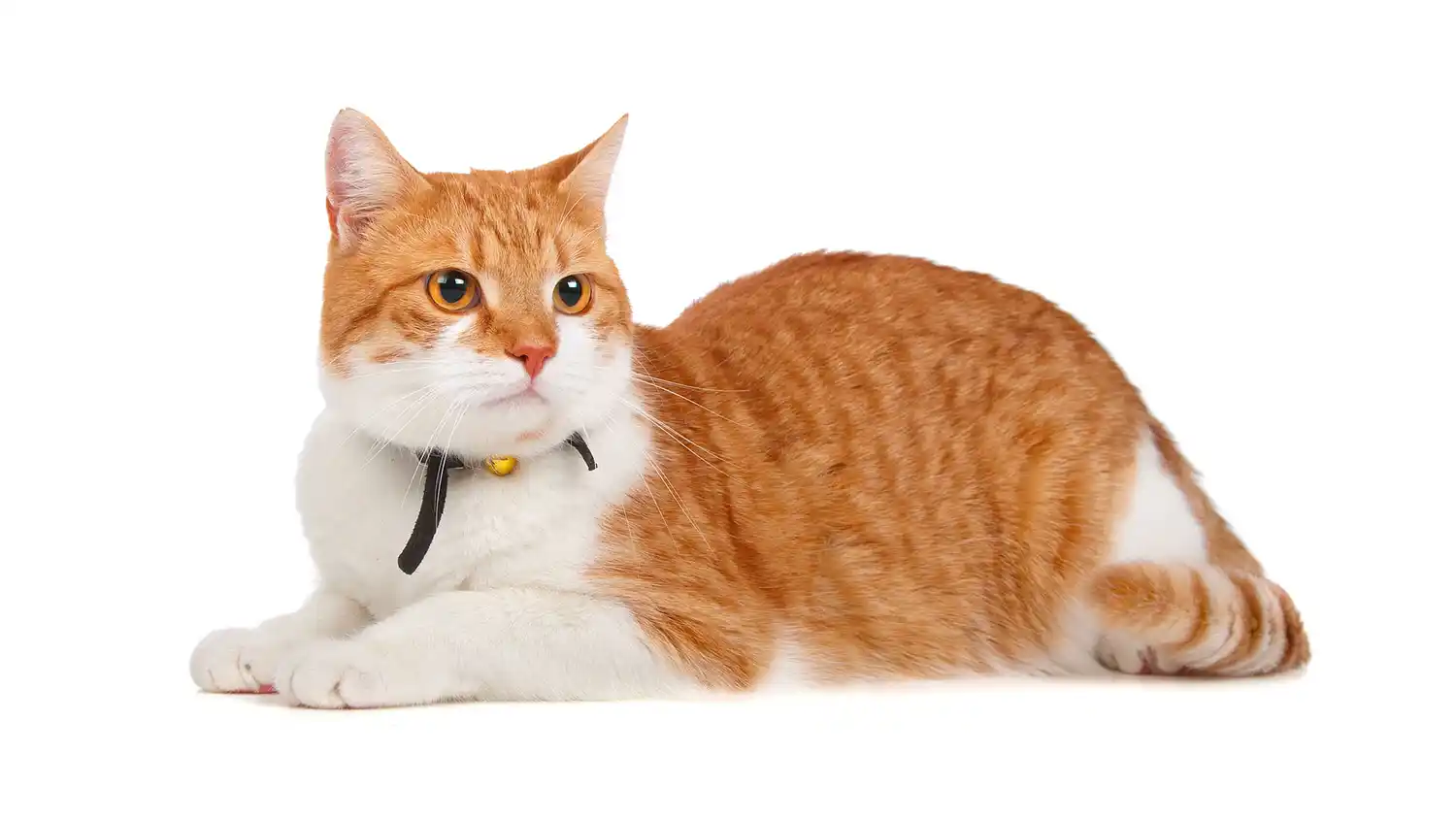 Qué síntomas tienen y cómo cuidar a los animales con coronavirus